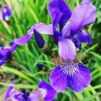 Jardin - Visite Parc de Bagatelle