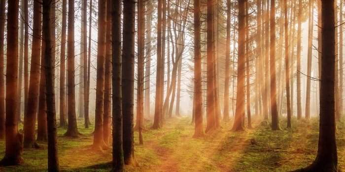 Marche en forêt de Marly et croix St Michel