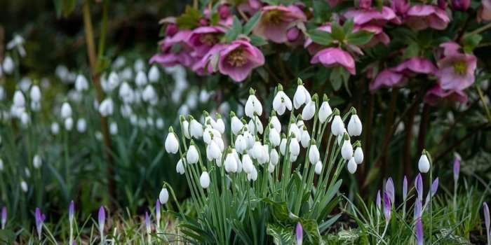 Groupe Jardin-Le printemps au jardin