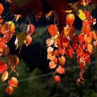 Groupe jardin - Rencontre du mois d'octobre