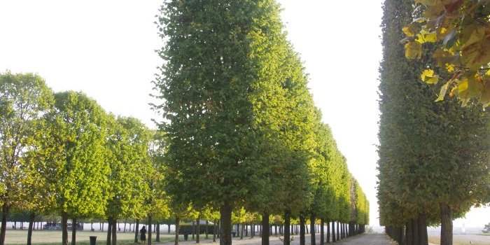Francophones de retour - Balade Parc du château de Saint-Germain