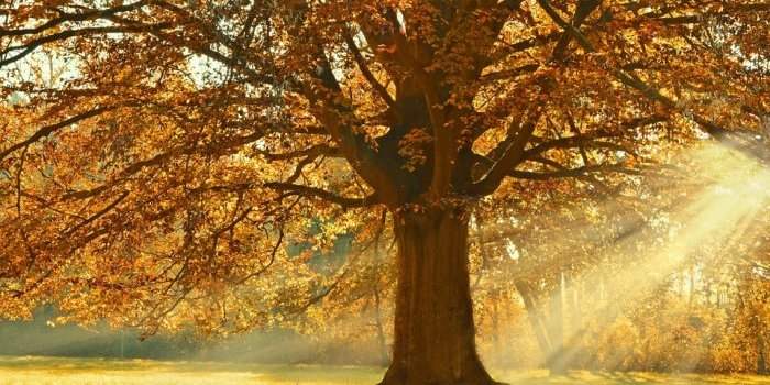 Circuit des arbres remarquables de Louveciennes