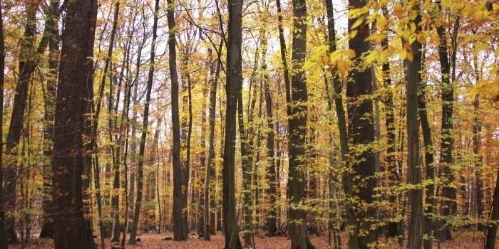 Marche dans le bois de Louveciennes