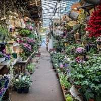 Marché aux Fleurs - Ile de la Cité