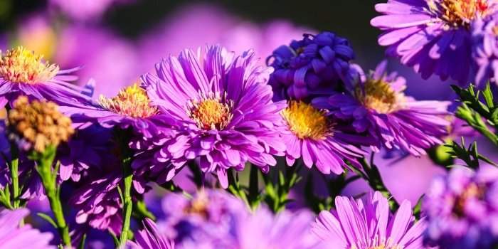 Groupe Jardin - "Fleurs-en-Seine"