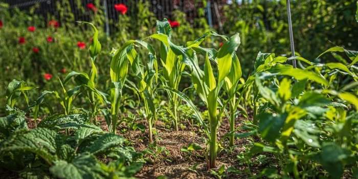 Groupe Jardin - Cultiver des légumes