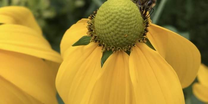 Groupe Jardin - Promouvoir la biodiversité dans votre jardin et échange de plantes