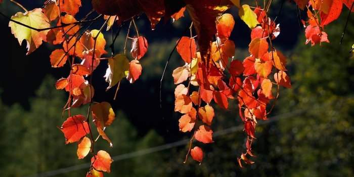 Groupe jardin - Rencontre du mois d'octobre