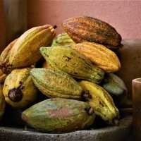 Café International ouvert à toutes les adhérentes - Origine et histoire du cacao et du chocolat