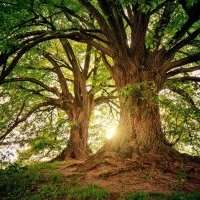Circuit des arbres remarquables de Louveciennes