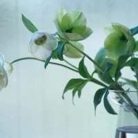 Jardin - Décorations de Noël inspirées du jardin. - organisé à Chambourcy