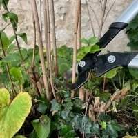 Rejuvenating shrubs 