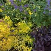 Groupe Jardin - Visite d'un jardin privé