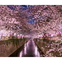 Groupe Japonais - October Coffee / Tea