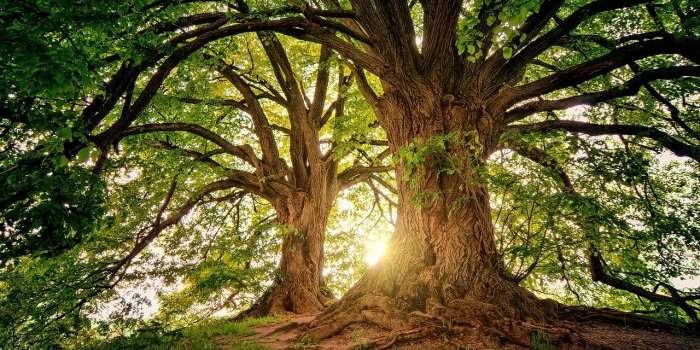 Circuit des arbres remarquables de Louveciennes