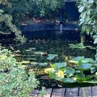 Garden Group - Ponds (everyone should have one) 