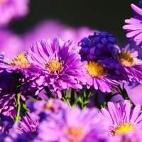 Groupe Jardin - "Fleurs-en-Seine"