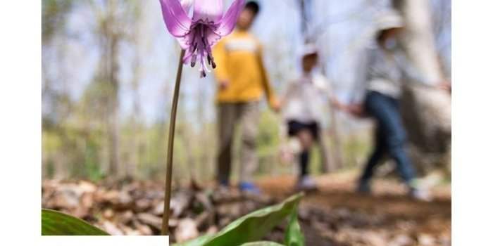 caminatas por el bosque del Grupo Hispano 