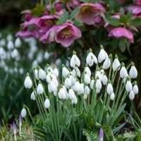 Groupe Jardin-Le printemps au jardin