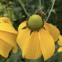 <span lang='fr'>Groupe Jardin - Promouvoir la biodiversité dans votre jardin et échange de plantes</span>