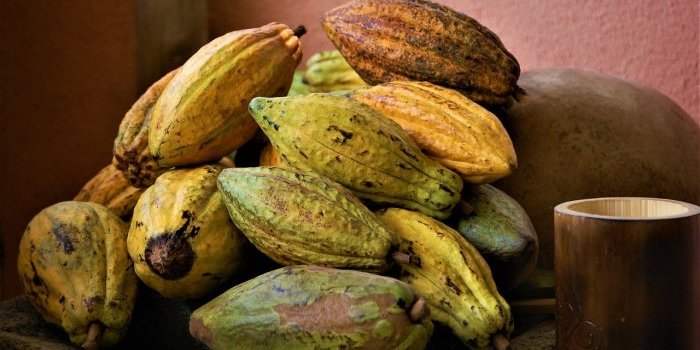 Café International ouvert à toutes les adhérentes - Origine et histoire du cacao et du chocolat
