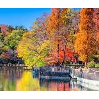 Groupe japonais - promenade d'automne