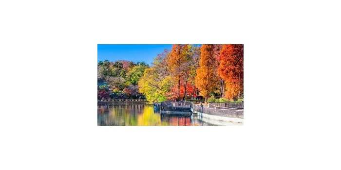 Groupe japonais - promenade d'automne